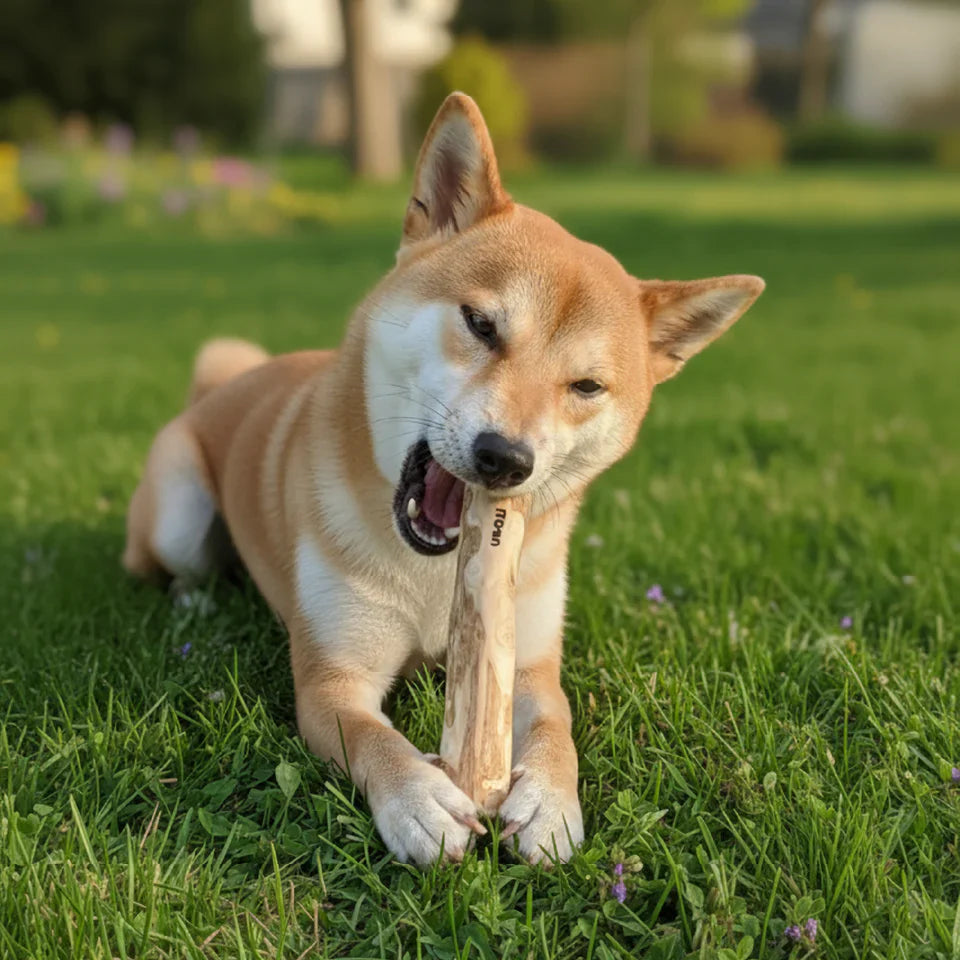 Dog Coffee Wood Grinding Rod: Natural, Safe Teeth Grinding Chew for Medium & Large Dogs